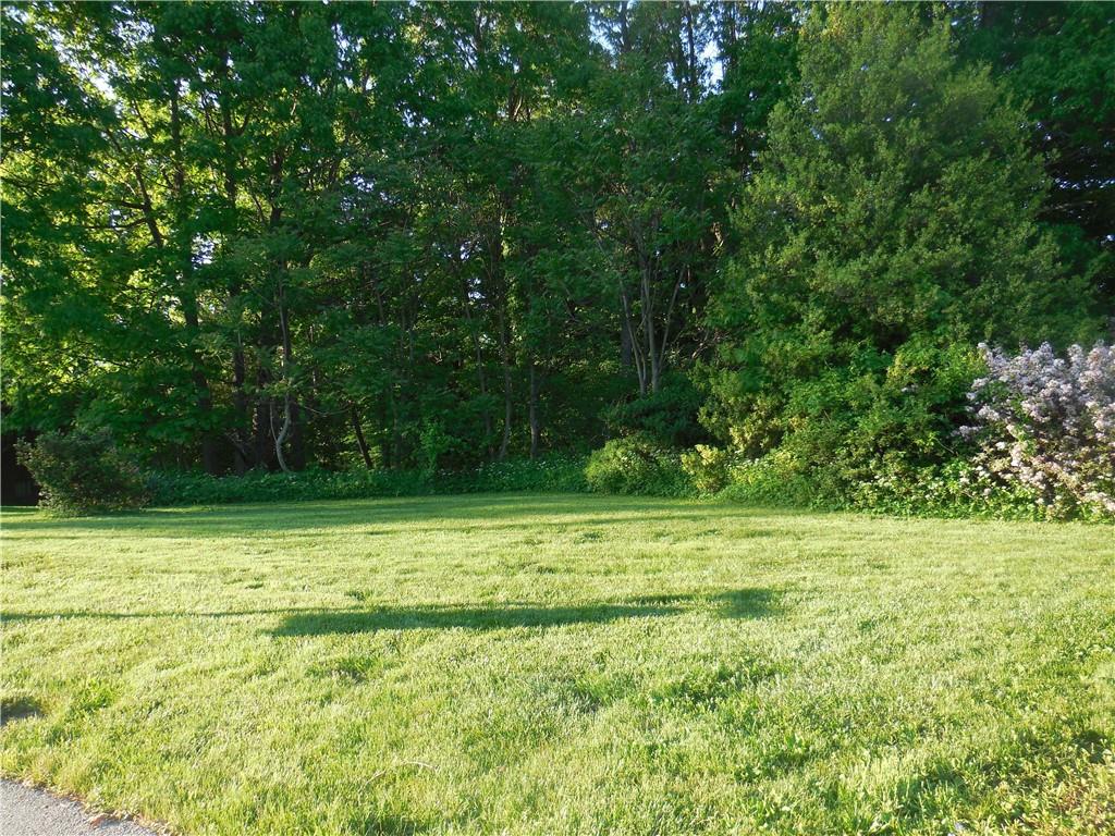 a view of a trees in a yard