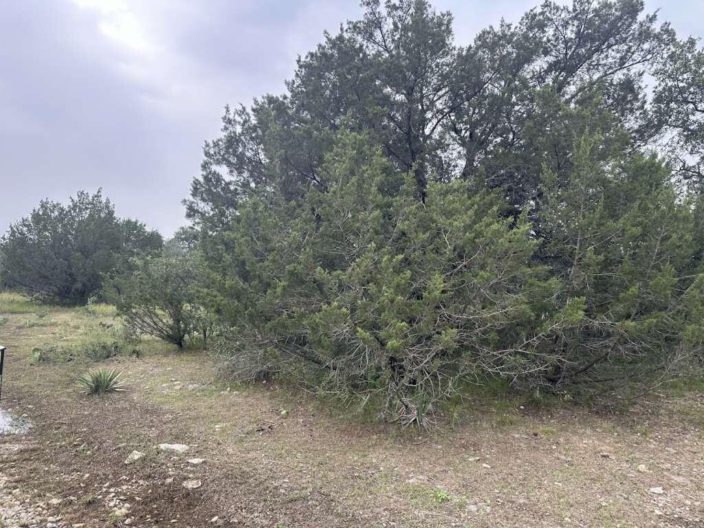 a view of a covered with lots of trees