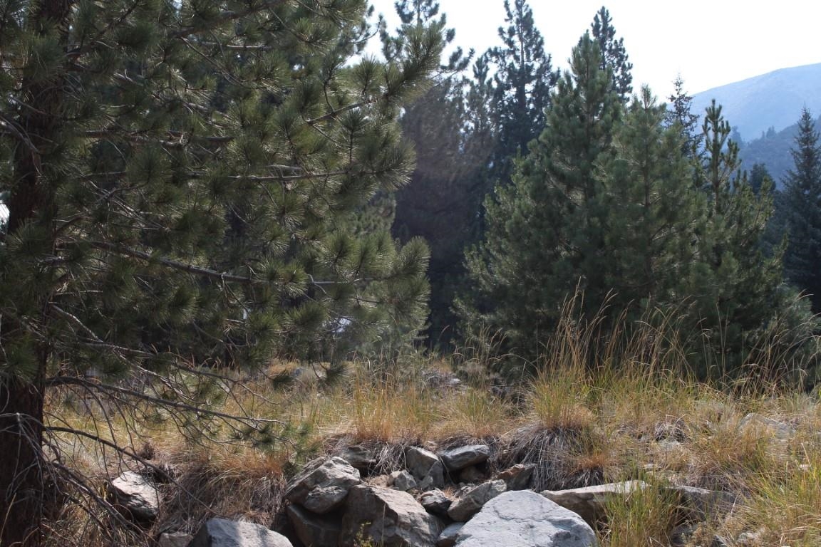 a view of a fire pit with large trees