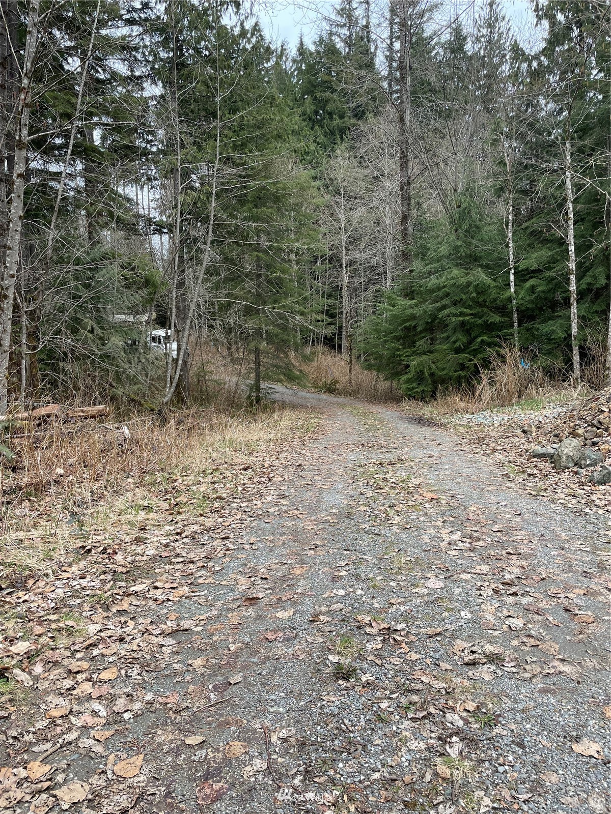 a view of a dry yard with trees