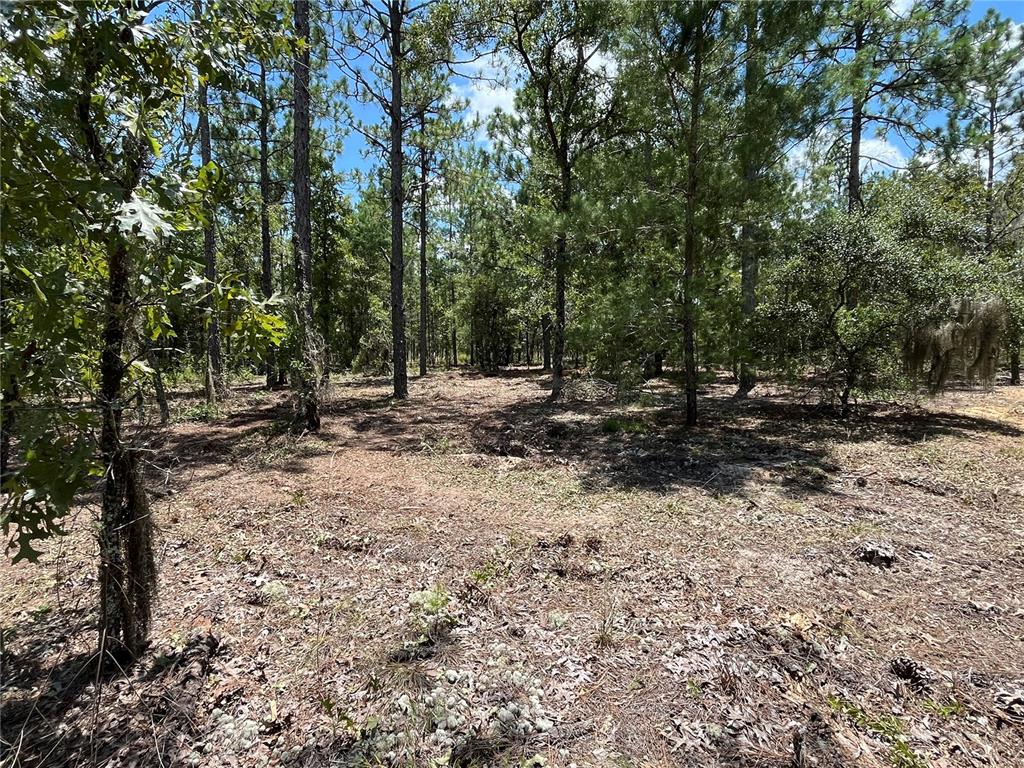 a view of outdoor space with trees all around