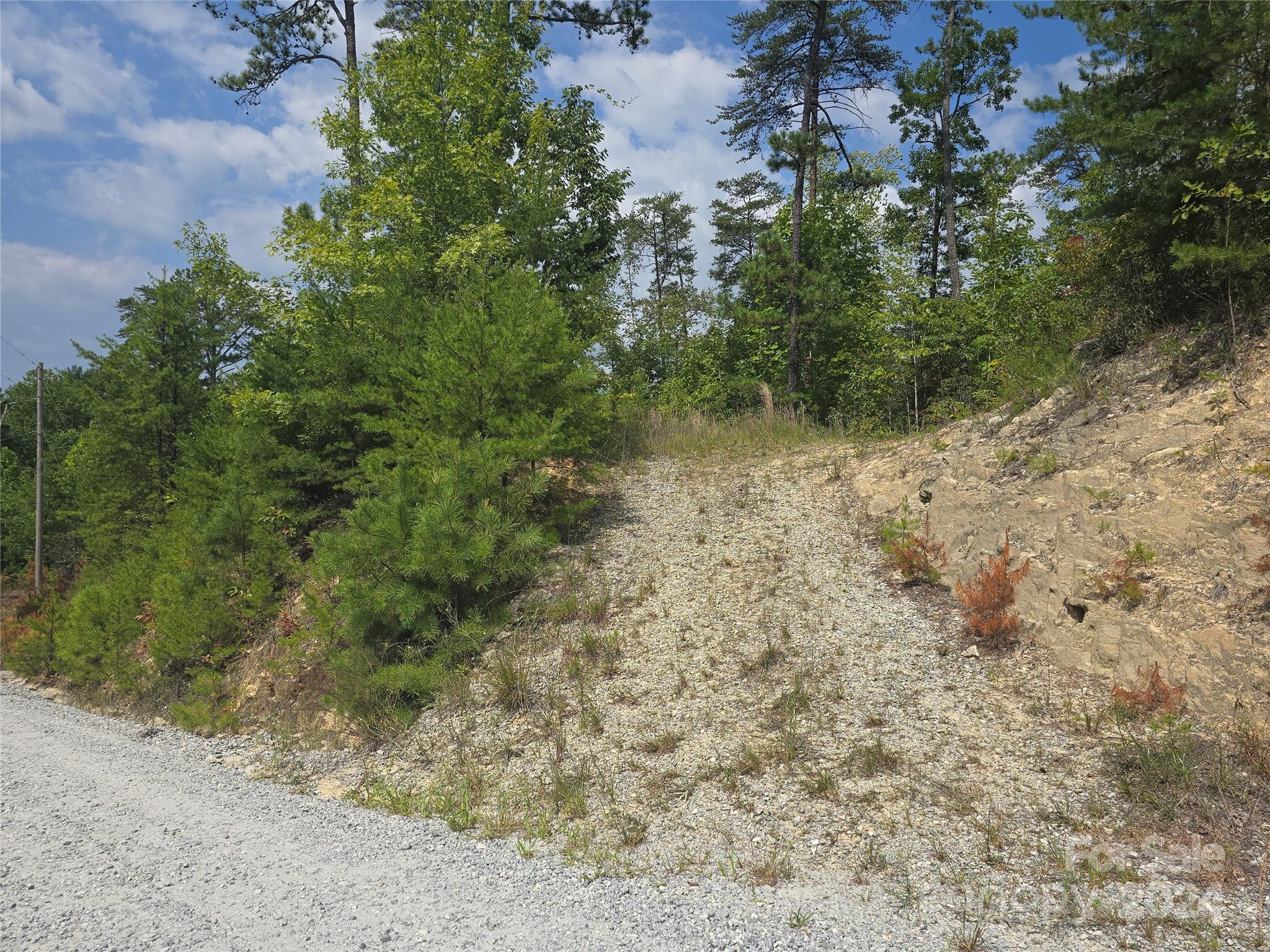 a view of a forest with trees in the background