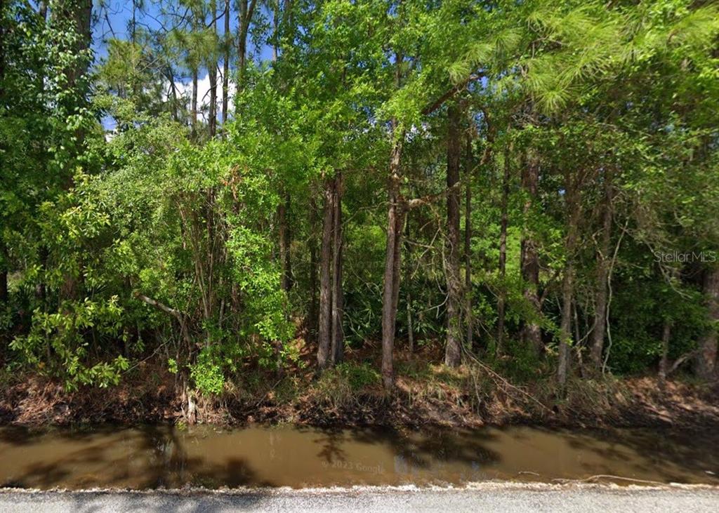 a view of a forest with trees in the background