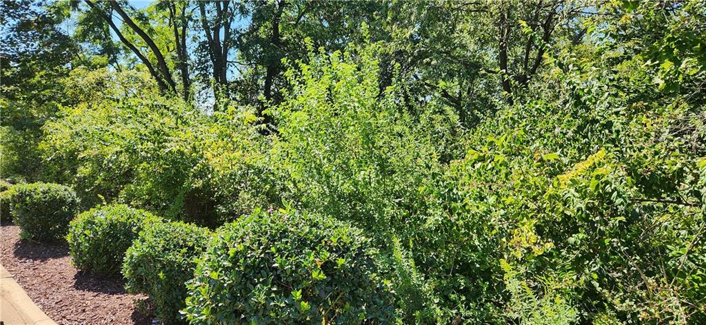 a view of a lush green forest