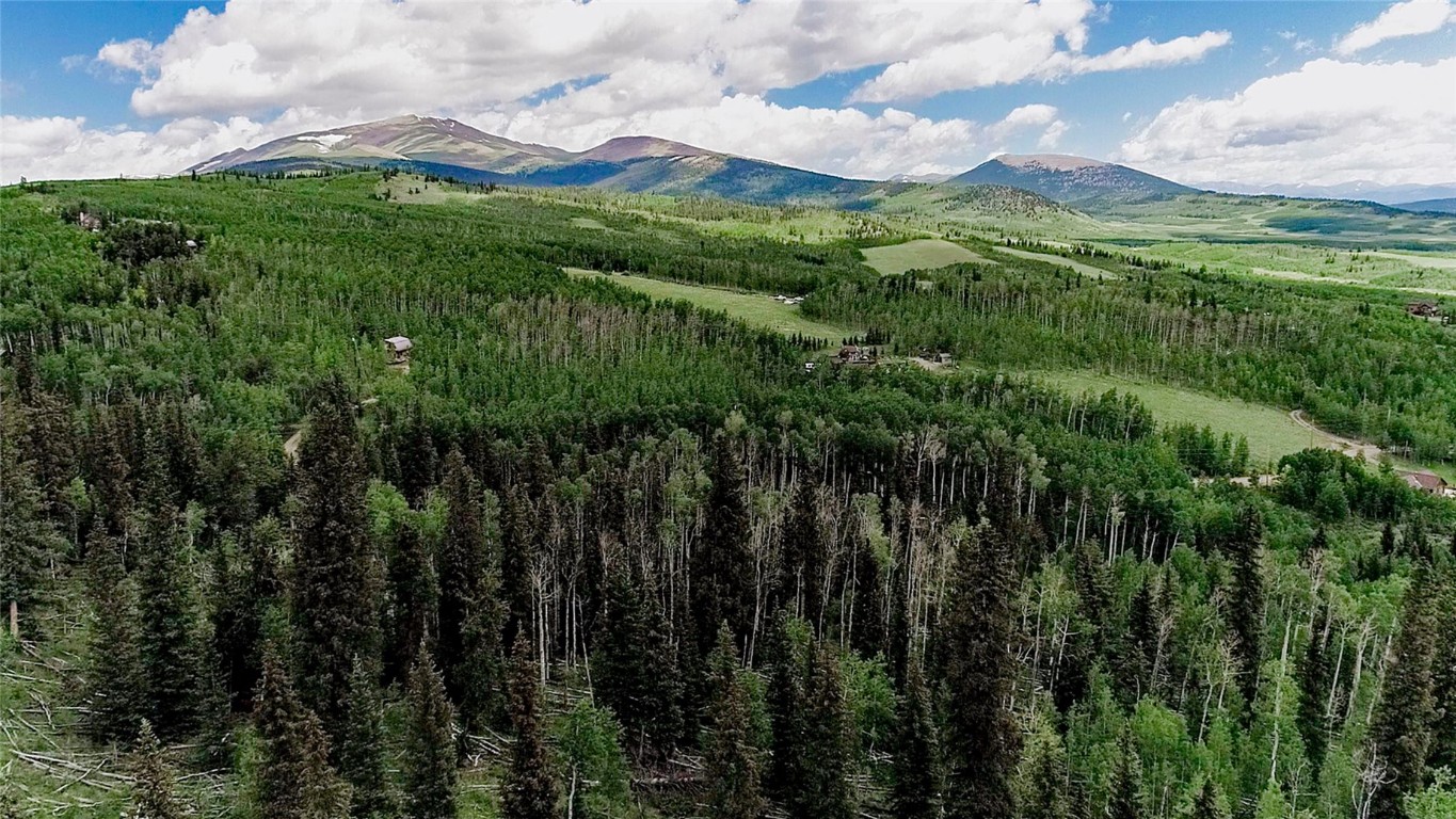 a view of a lush green forest with lots of trees