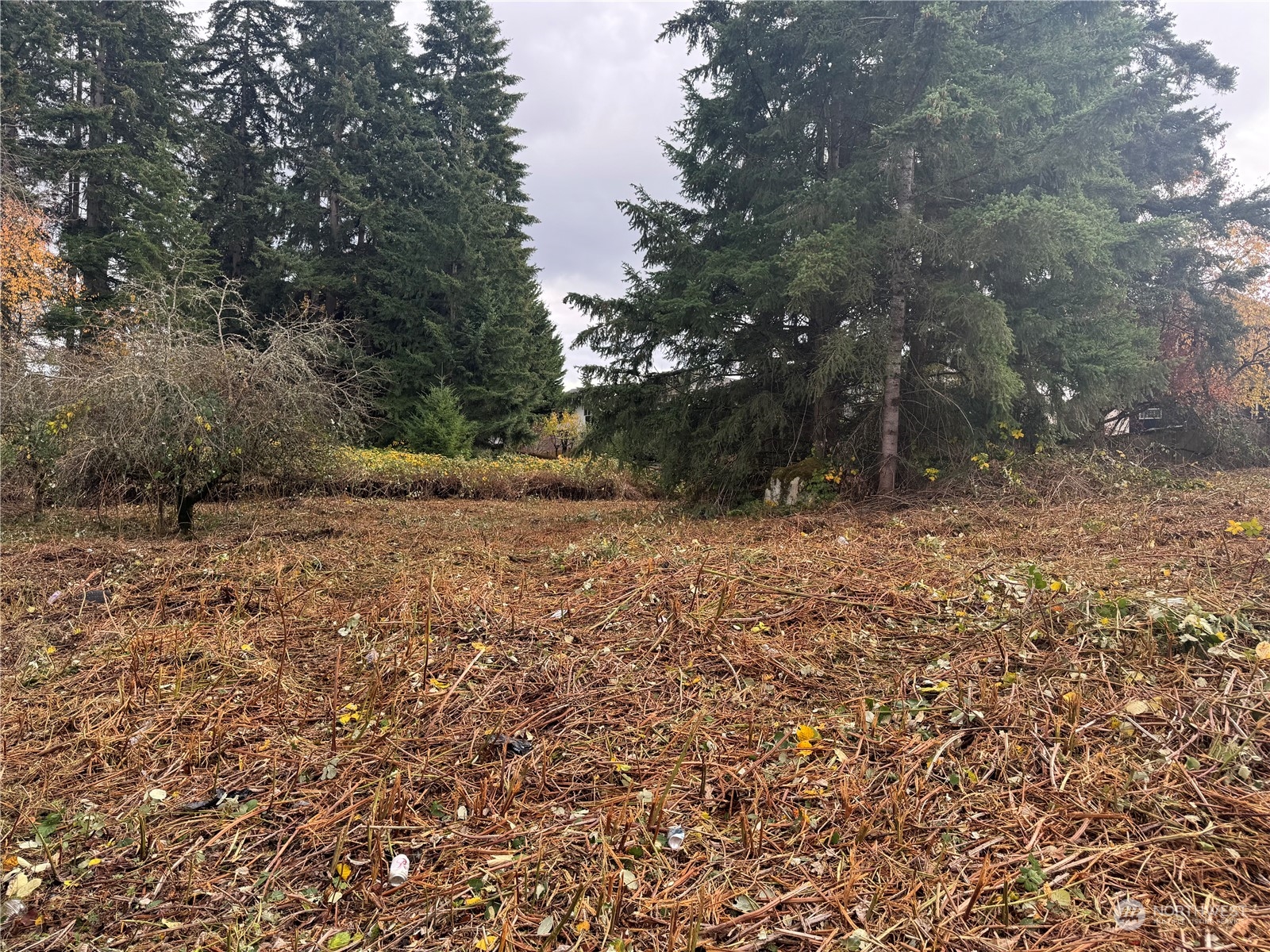 a view of backyard of house