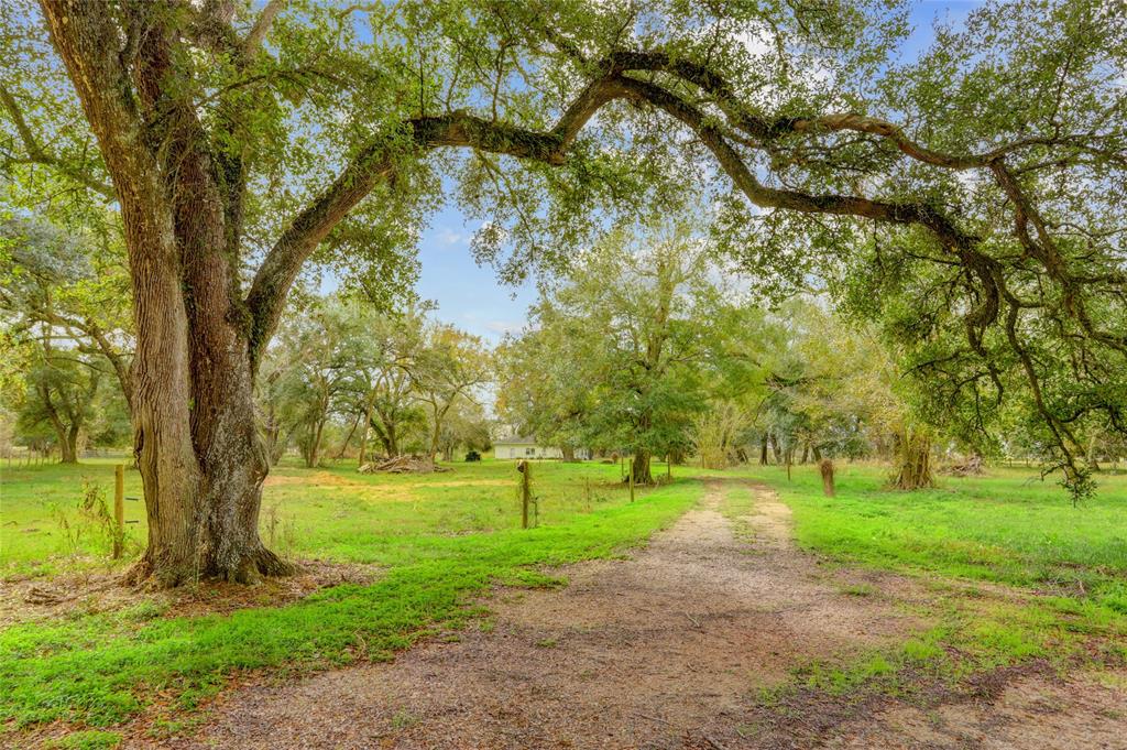 a view of a yard with a tree