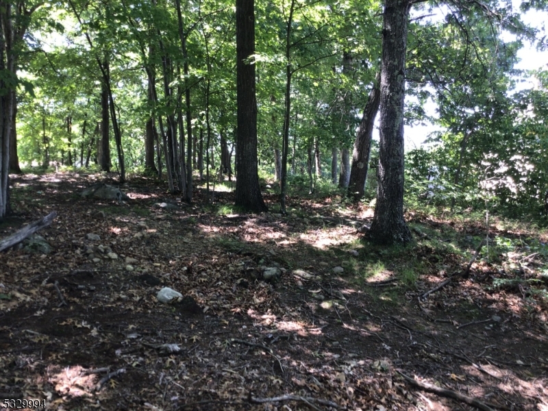 a view of a forest with trees