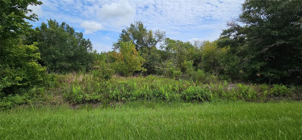 a view of a lush green space