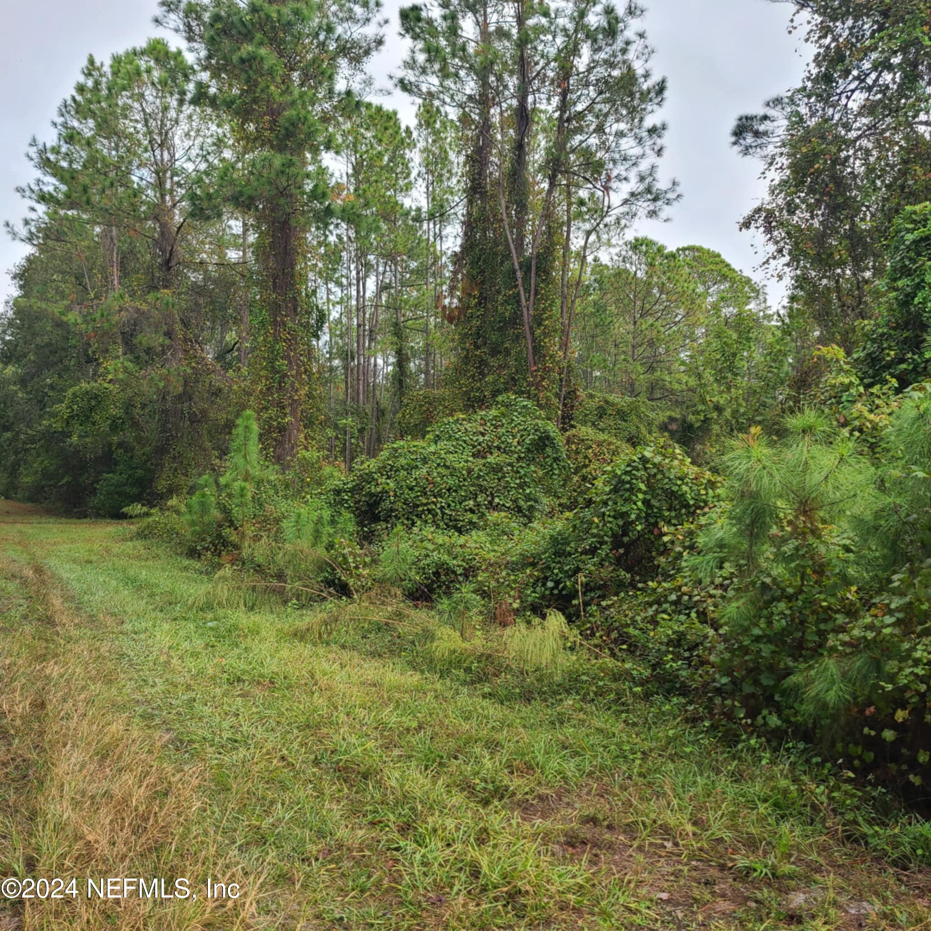 a view of a lush green forest