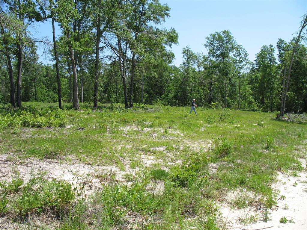 a view of outdoor space with trees all around