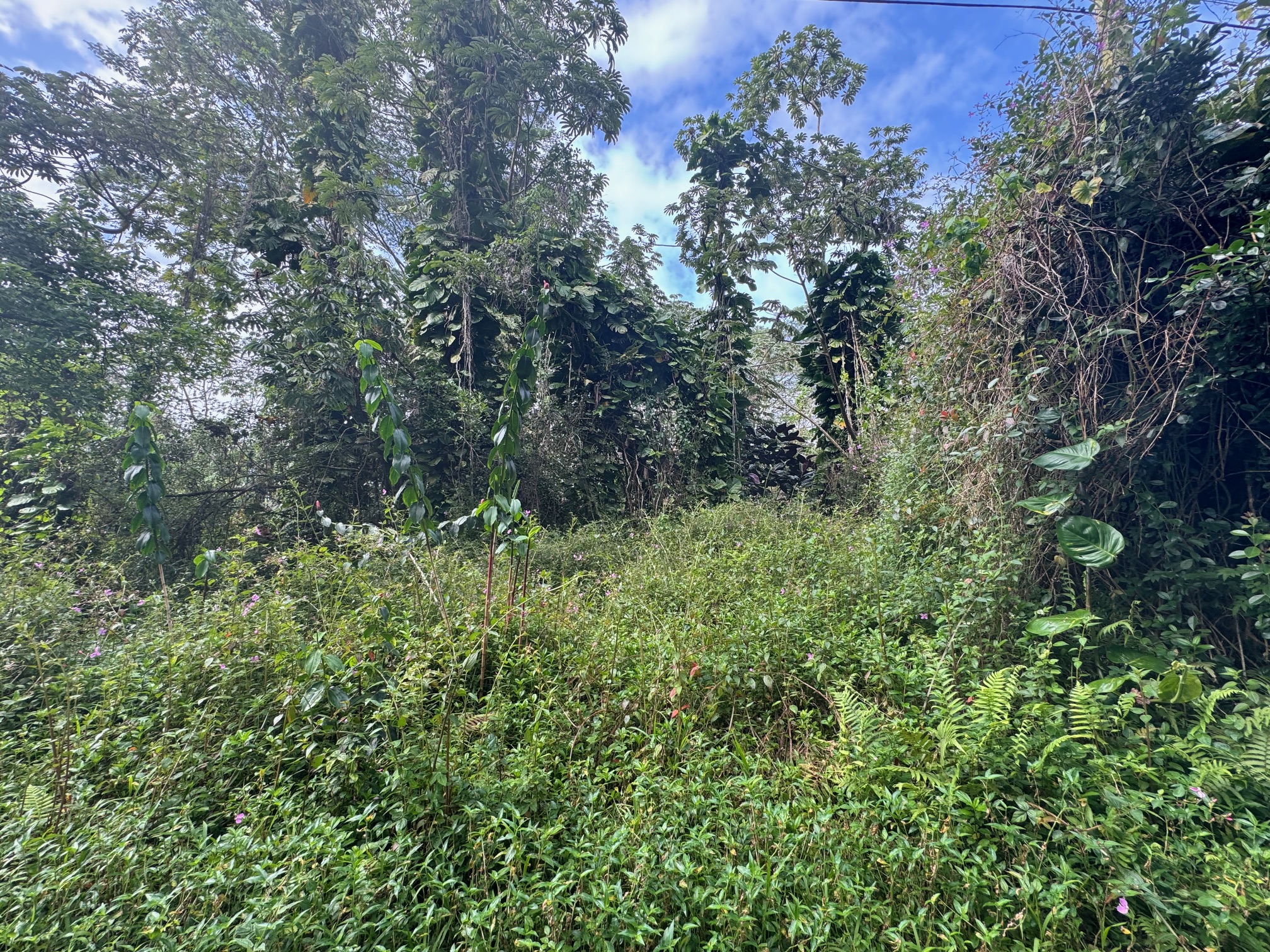 a view of a lush green forest