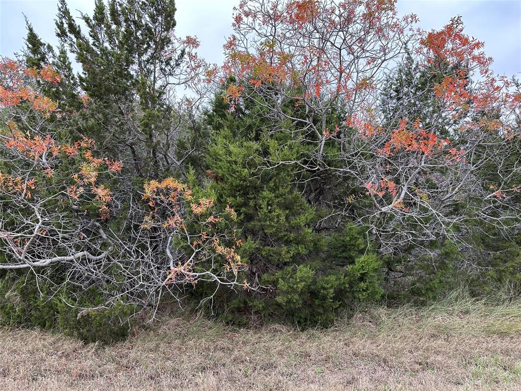 a view of a forest