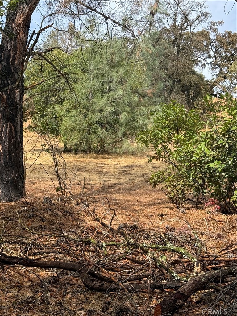 a view of beach and tree