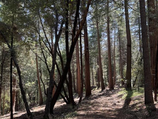 a view of outdoor space with lots of trees