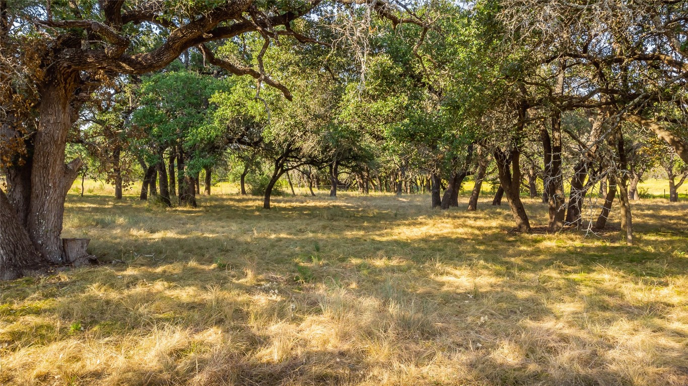 a view of yard with trees