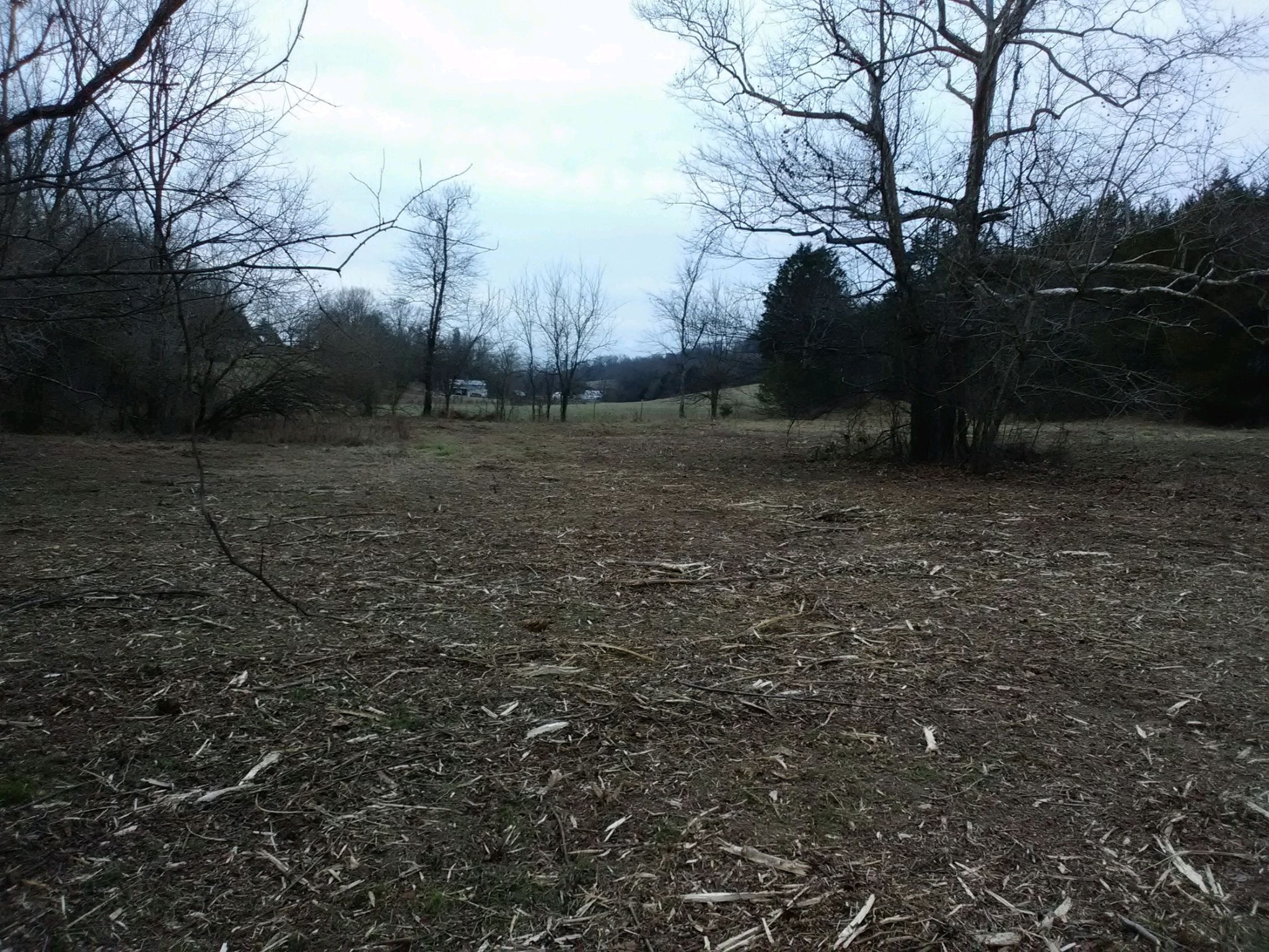 a view of a yard with trees