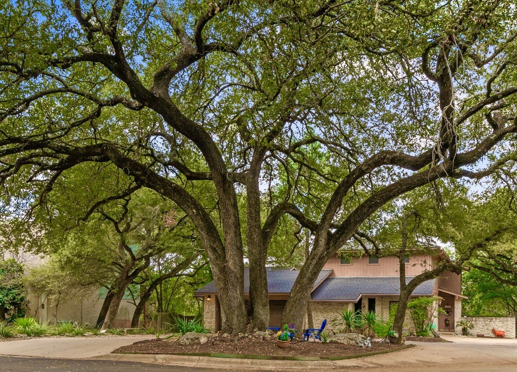 a street view with large trees