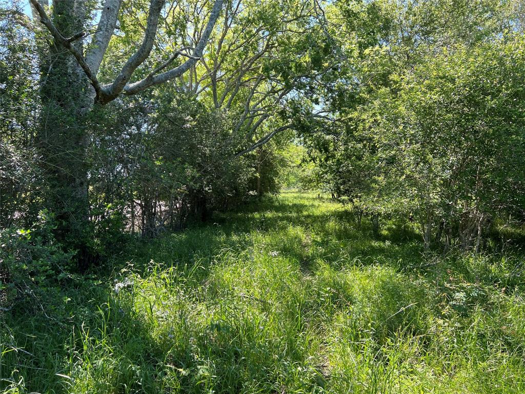 a view of a lush green forest