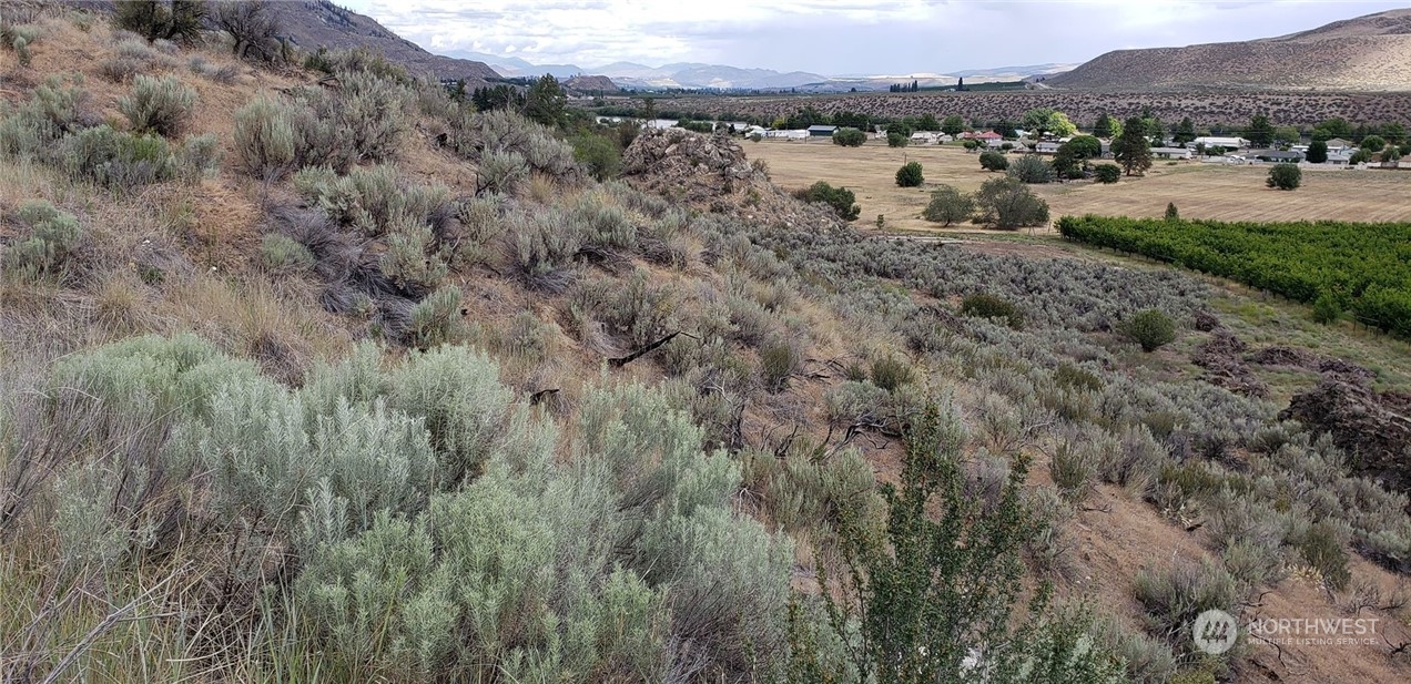 a view of a dry yard with trees