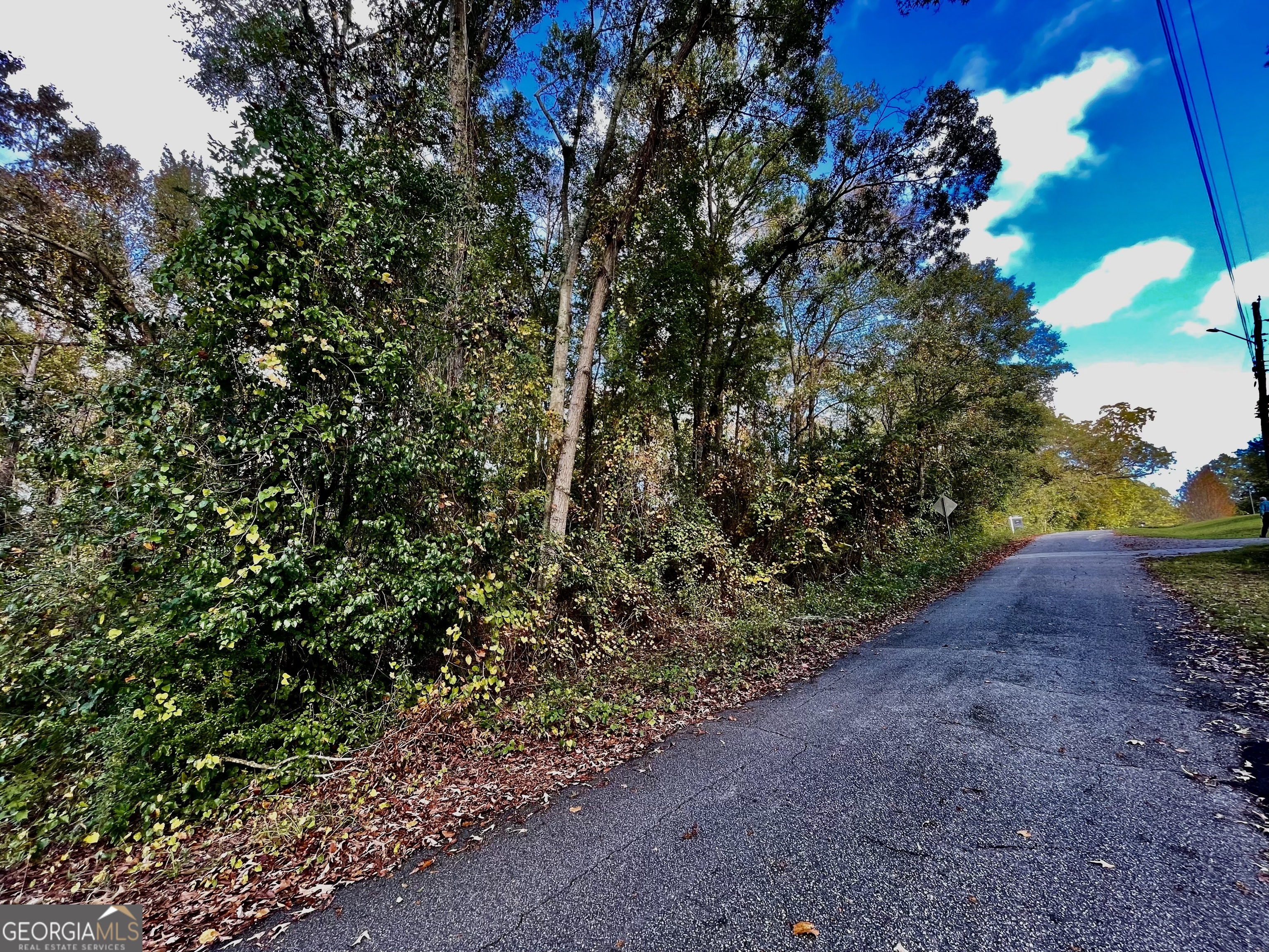 a view of a forest with a tree