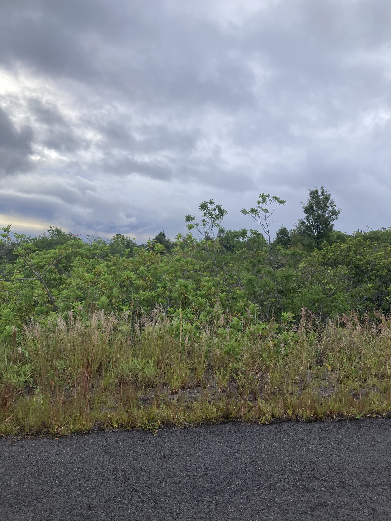 a view of a city with lush green forest