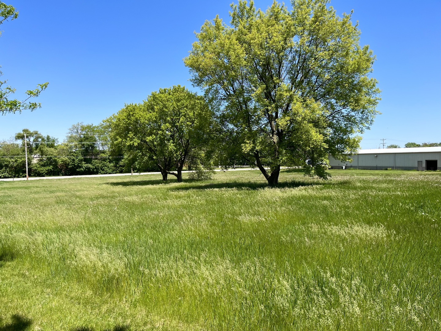 a view of yard with trees