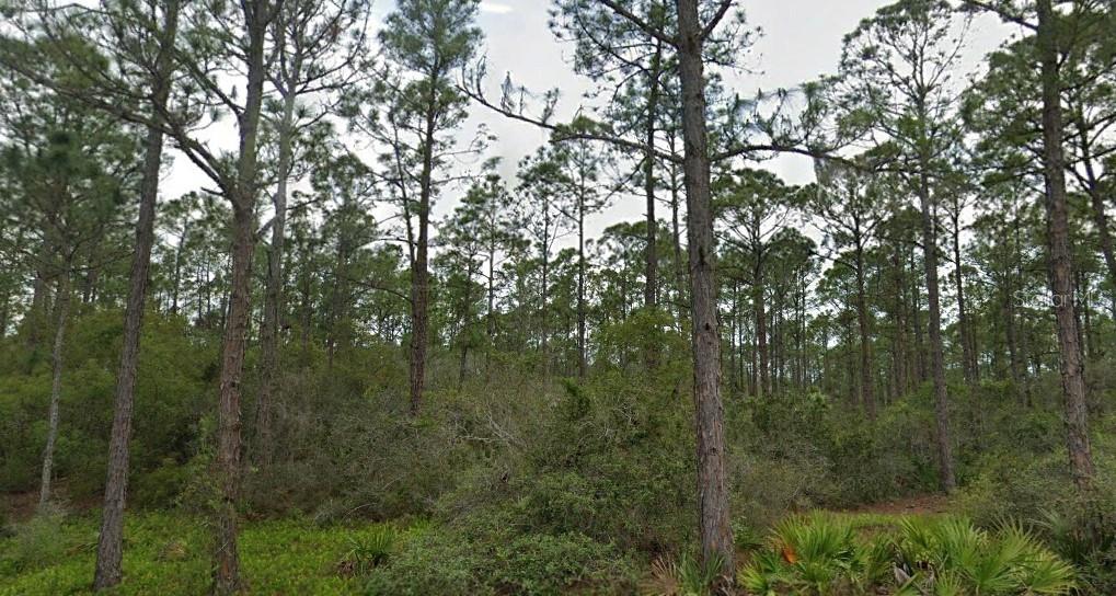 a view of a forest with a tree