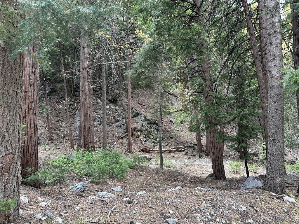 a view of a forest with trees in the background