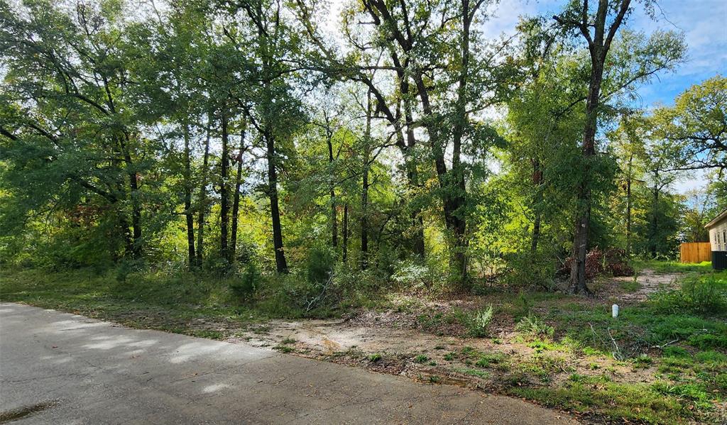 a view of a forest with trees