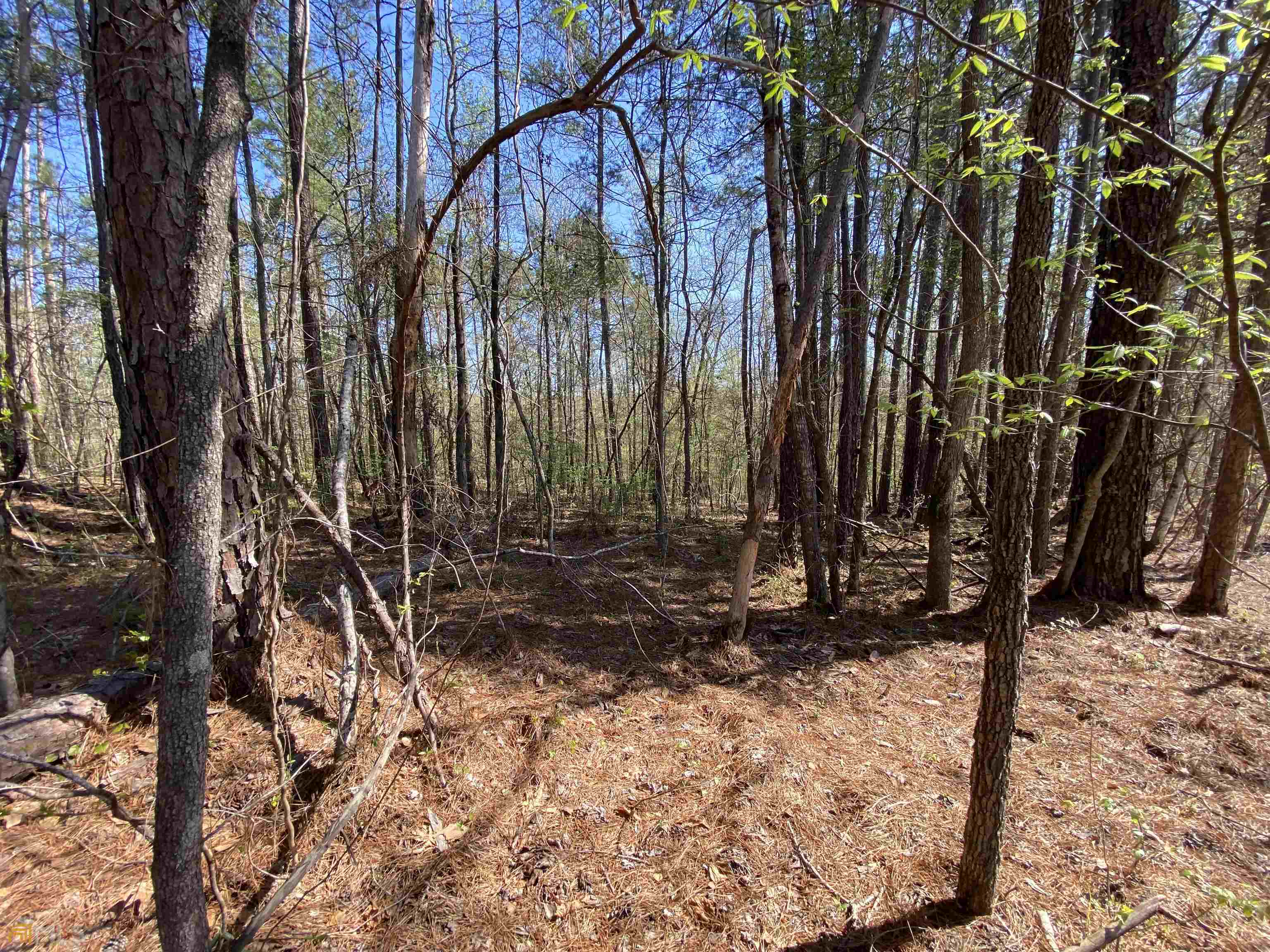 a view of a yard with trees