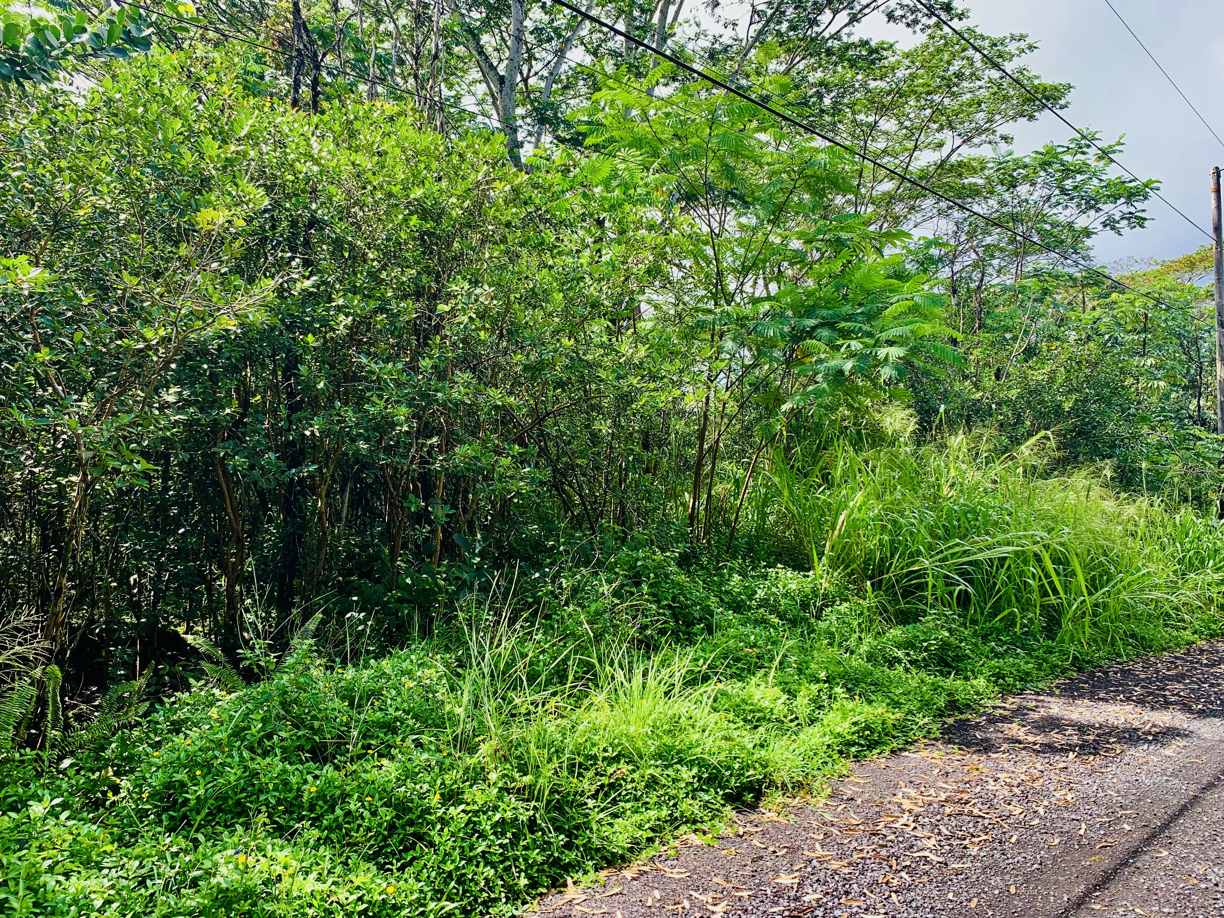 a view of a lush green forest