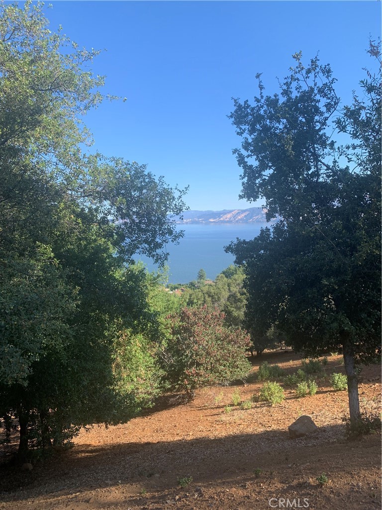 a view of a yard with a tree