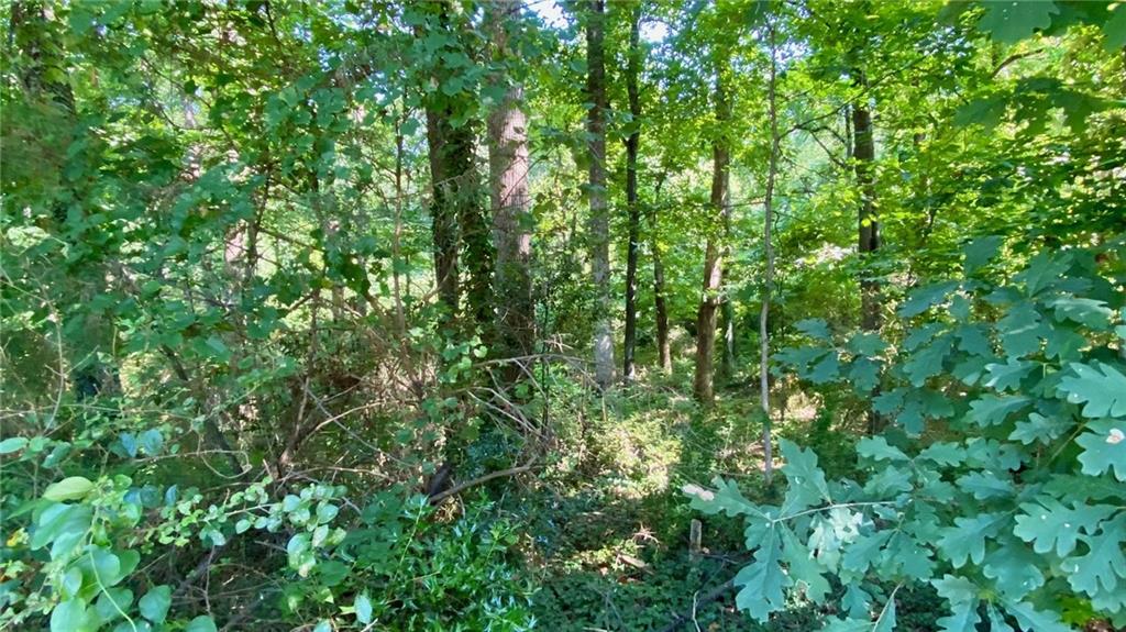 a view of a lush green forest