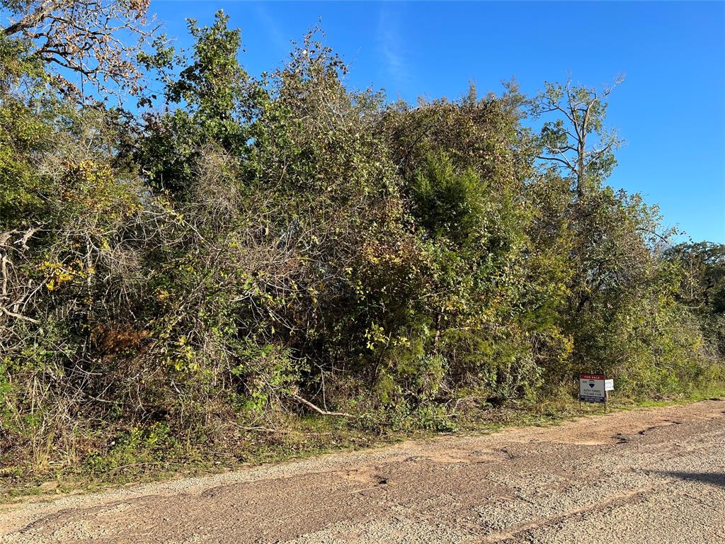 a view of a dry yard with trees