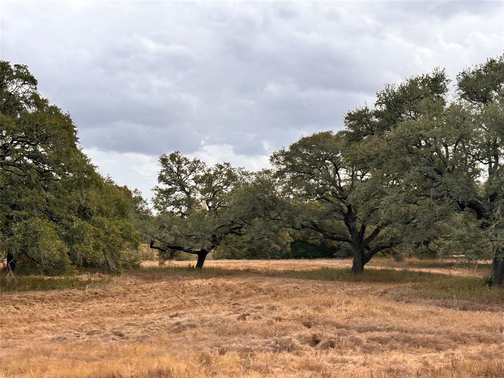 a view of a yard with a tree