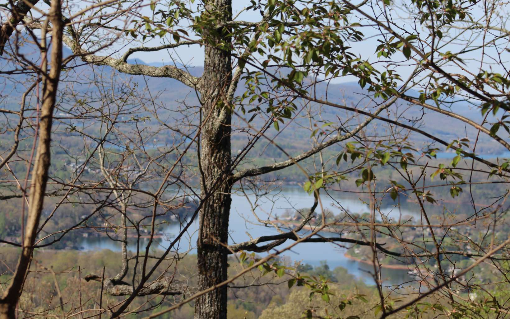 a view of a tree