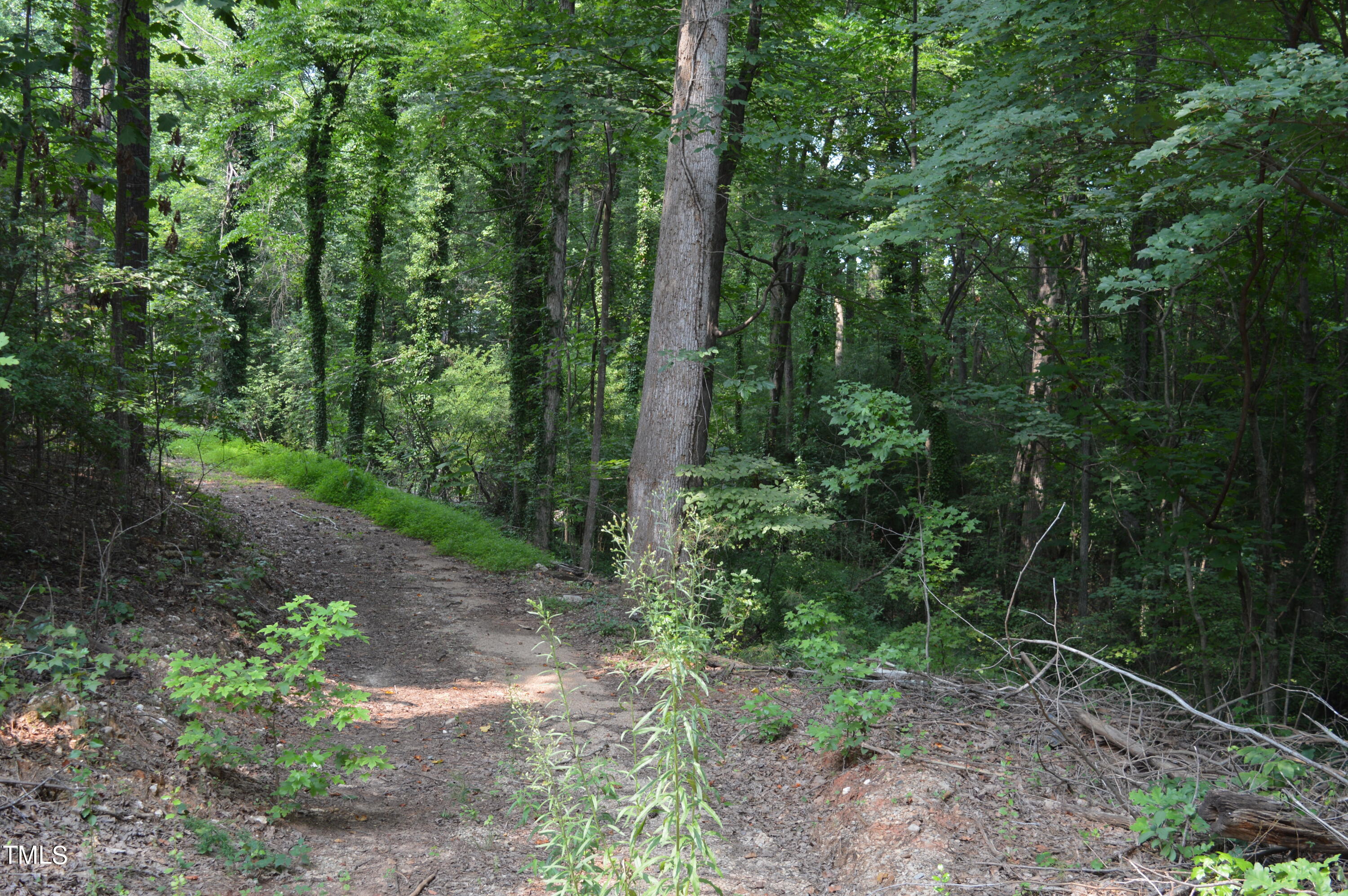 a view of a forest that has large trees