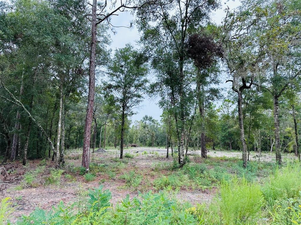 a view of outdoor space and trees