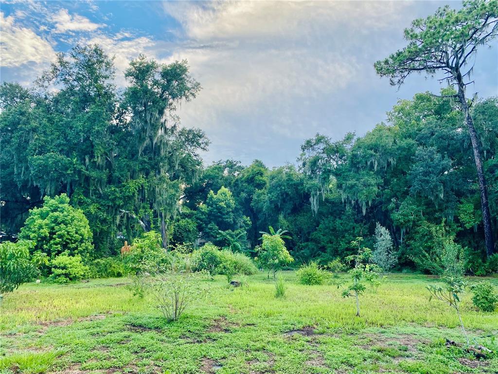 a view of a lush green space