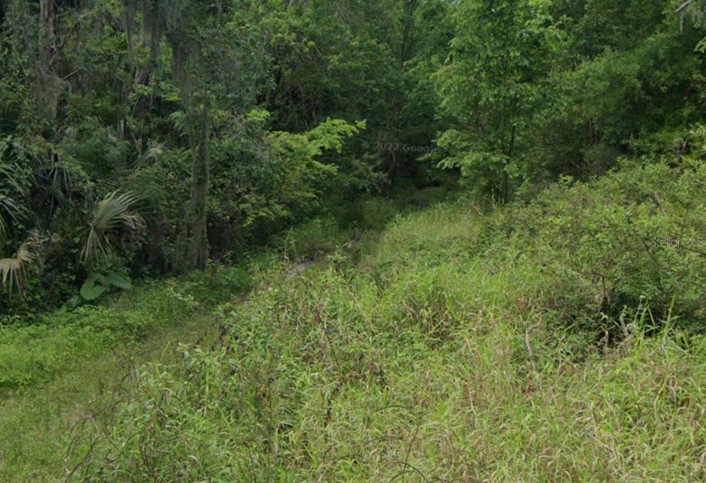 a view of a lush green forest with lots of trees