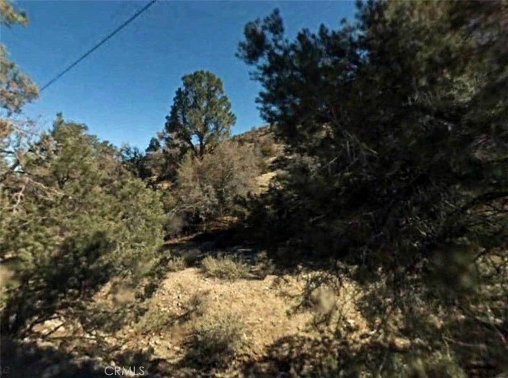 a view of a tree in a yard