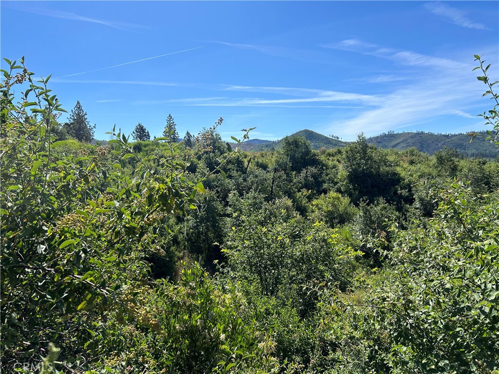 a view of a bunch of trees