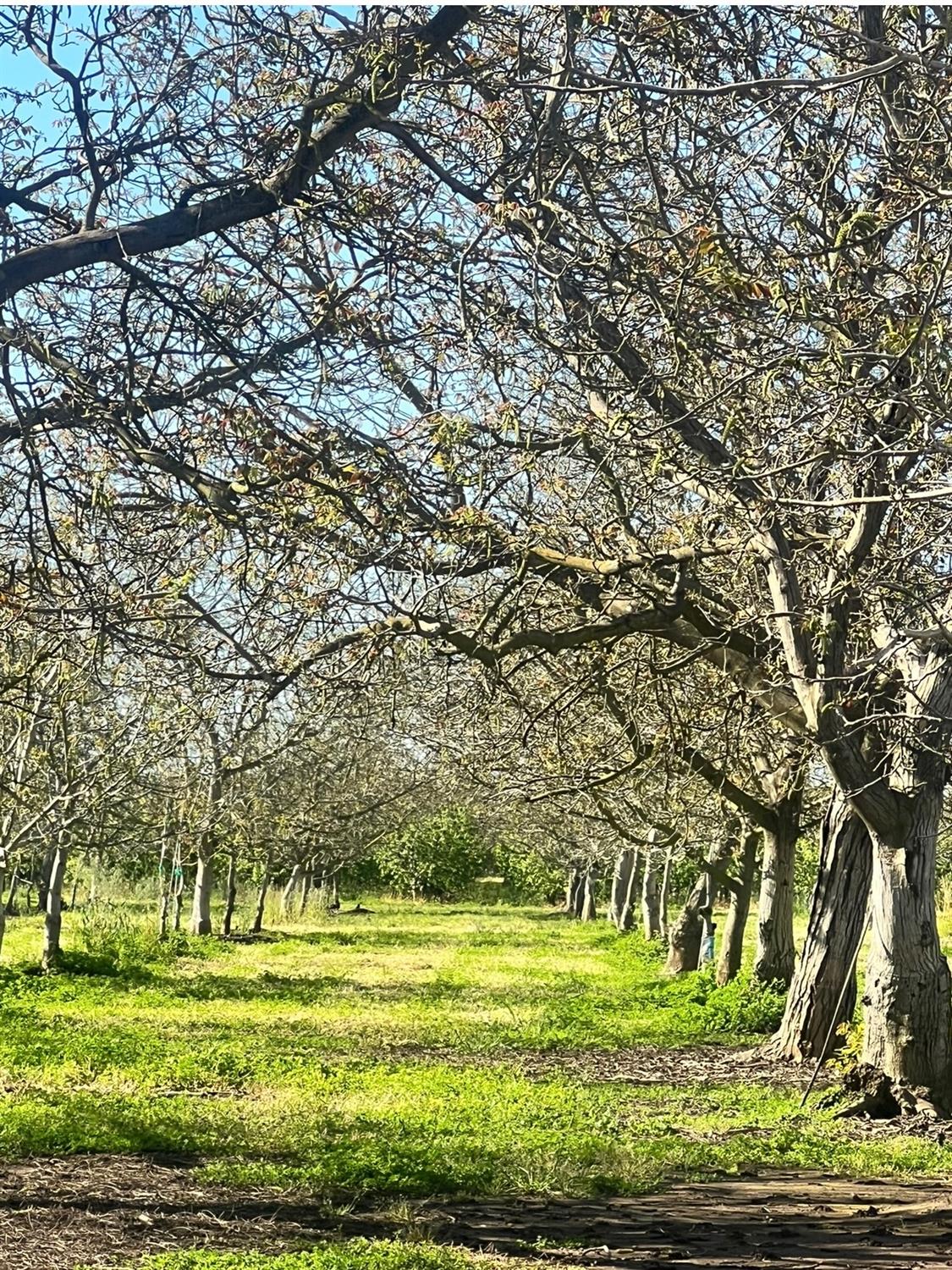 a view of a green field