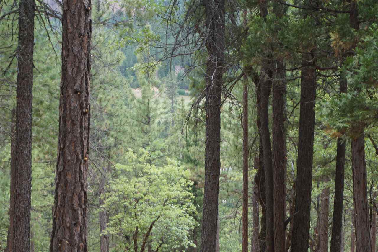 a view of a forest that has large trees