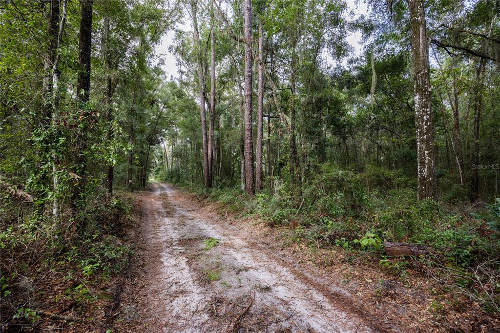 a view of a forest with trees in the background