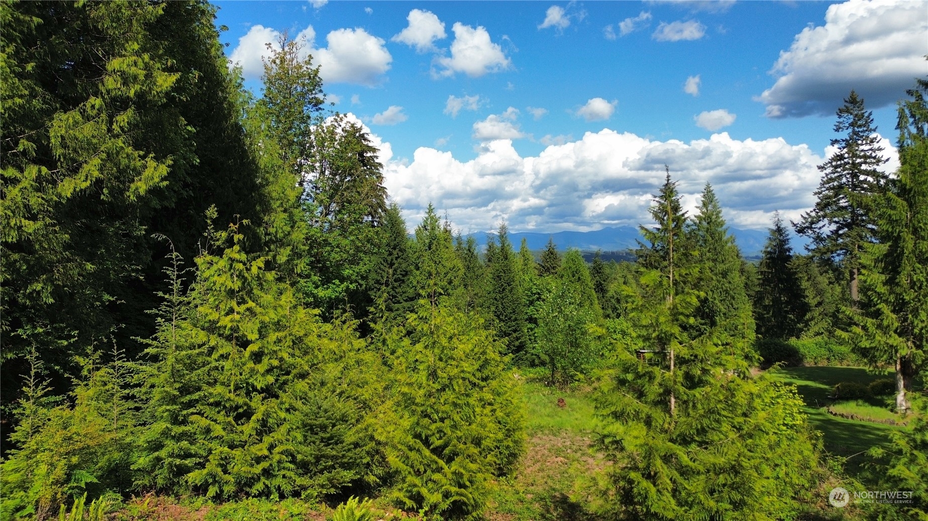 a view of a bunch of trees