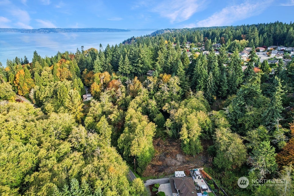 a view of a bunch of trees and bushes