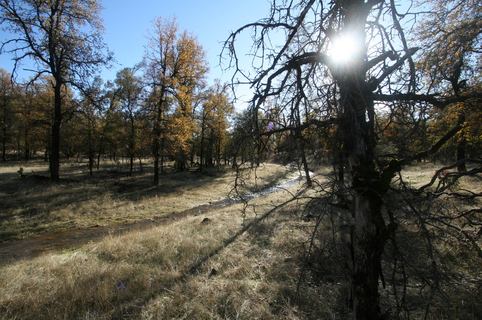 a view of outdoor space with trees