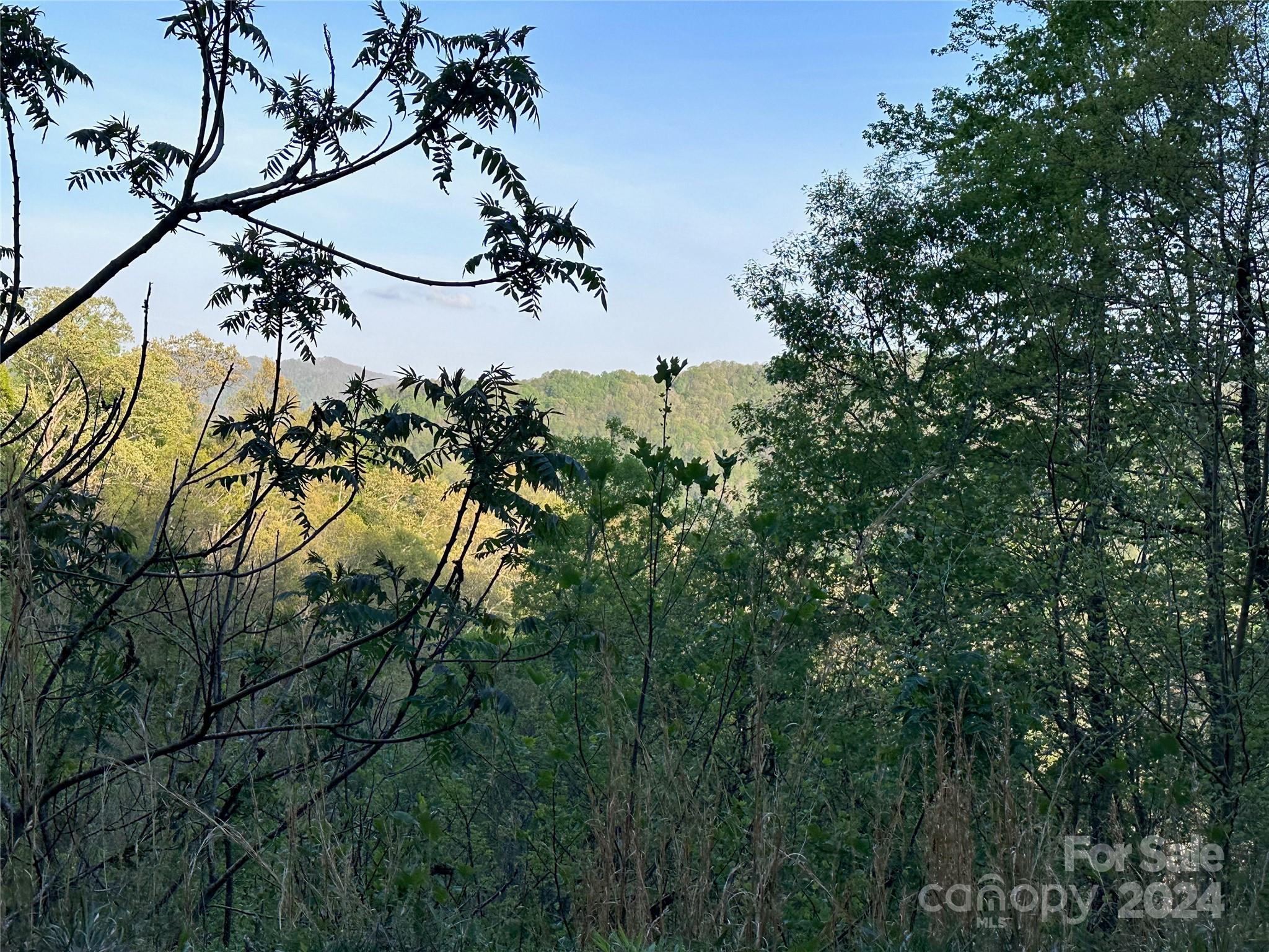 a view of a tree in a yard